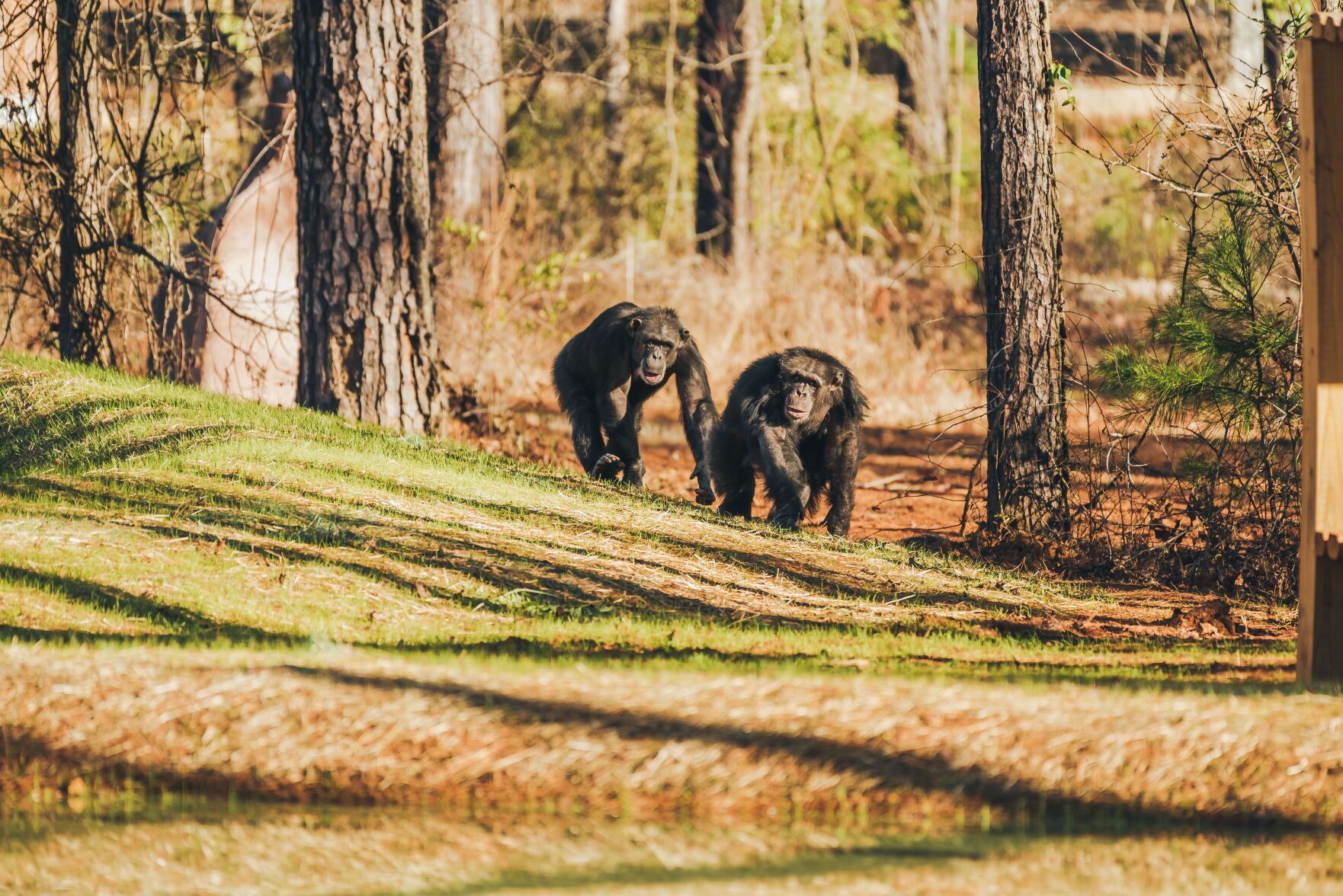 Chimp Haven 2 chimps walking